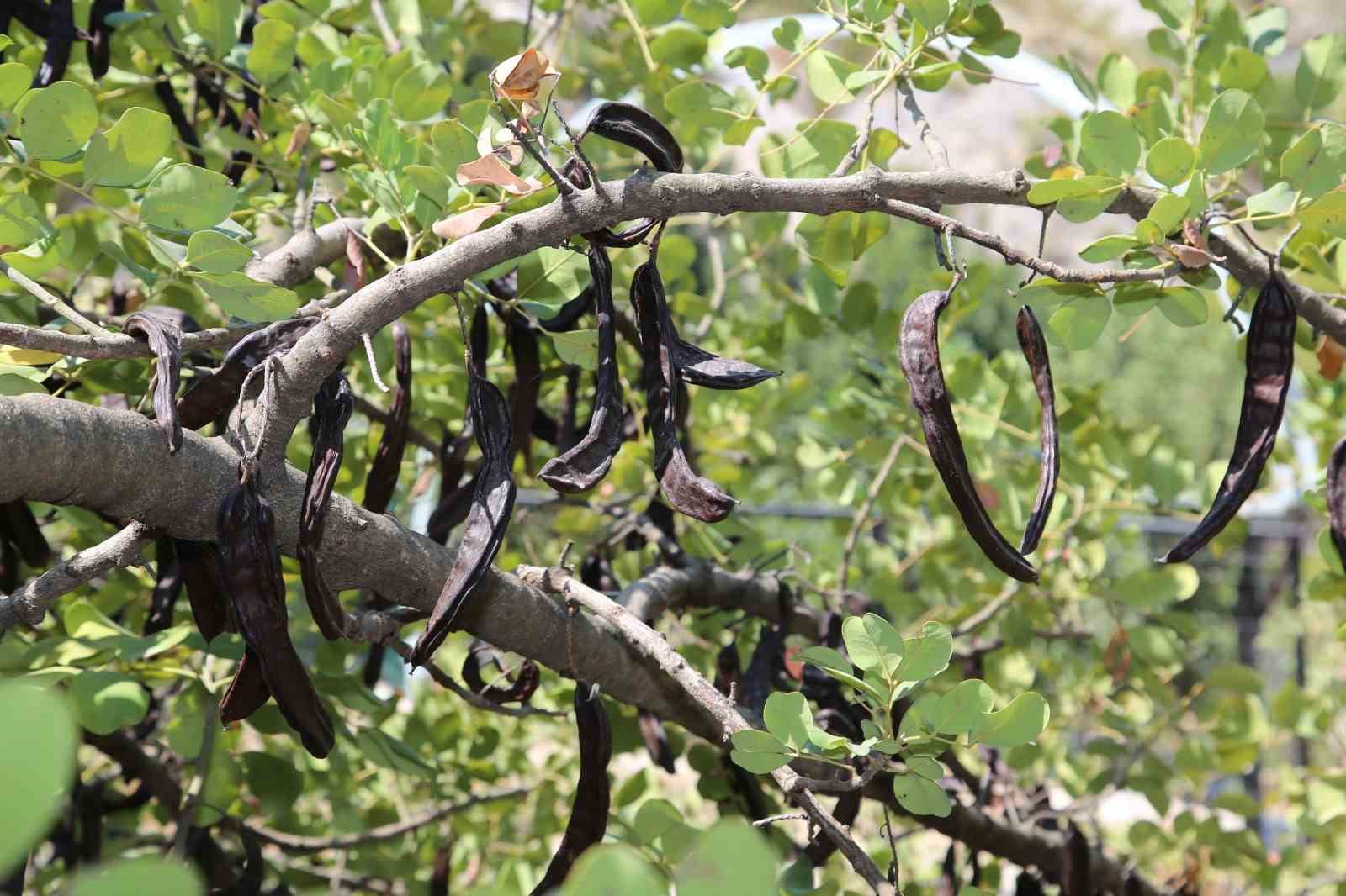ALTSO Başkanı Erdem: "Alanya keçiboynuzunu uluslararası alanda tanıtmak adına çalışmalarımıza kararlılıkla devam edeceğiz"

