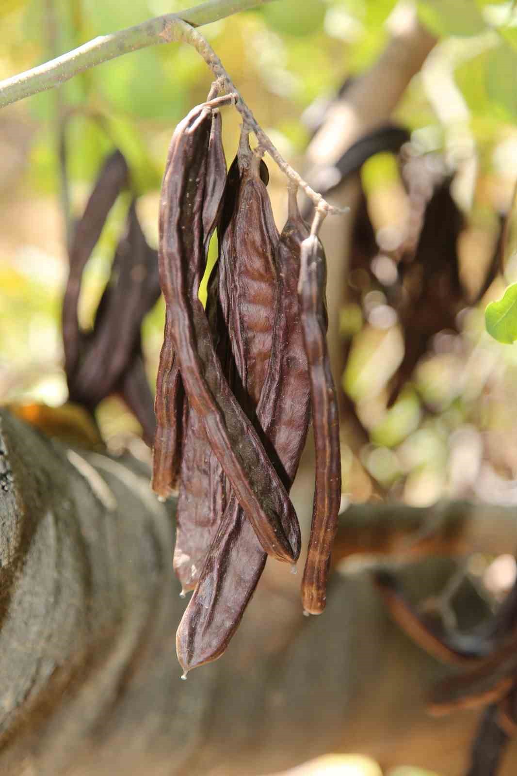 ALTSO Başkanı Erdem: "Alanya keçiboynuzunu uluslararası alanda tanıtmak adına çalışmalarımıza kararlılıkla devam edeceğiz"
