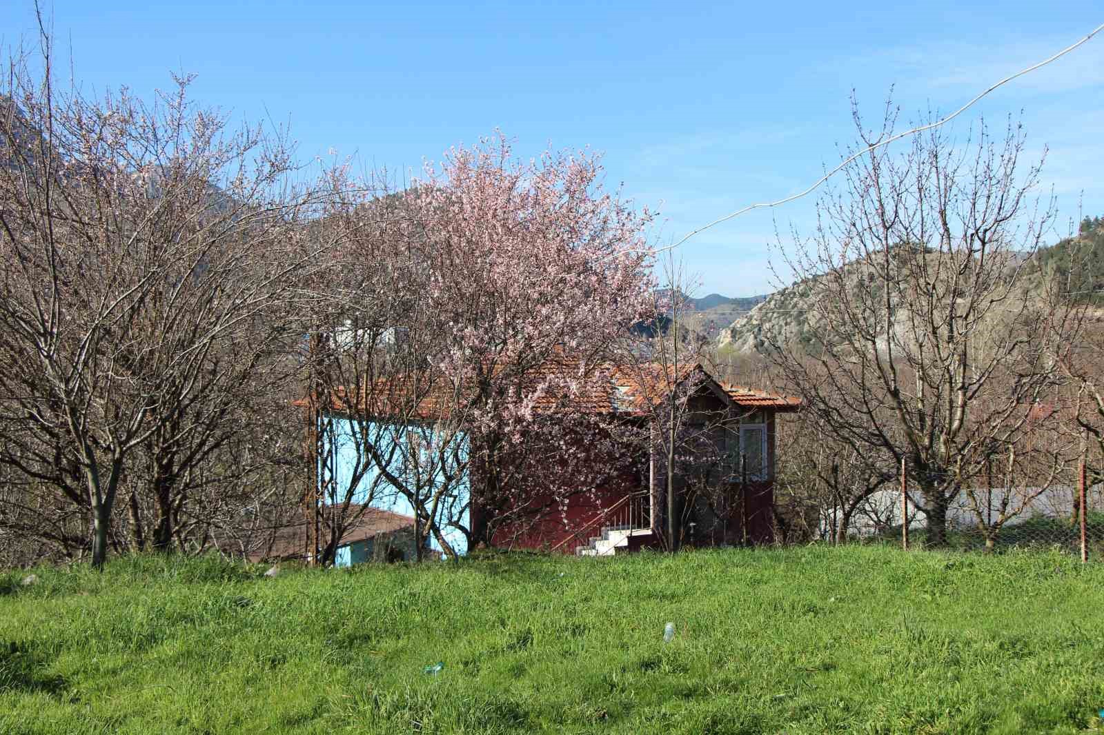 Amasya’da badem ağaçları çiçek açtı
