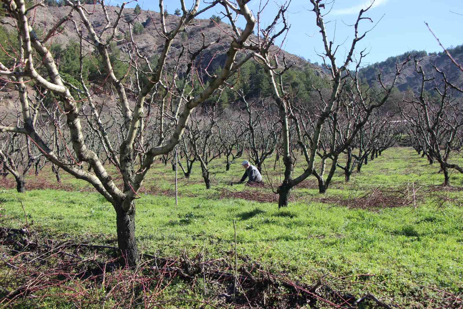 Amasya’da badem ağaçları çiçek açtı
