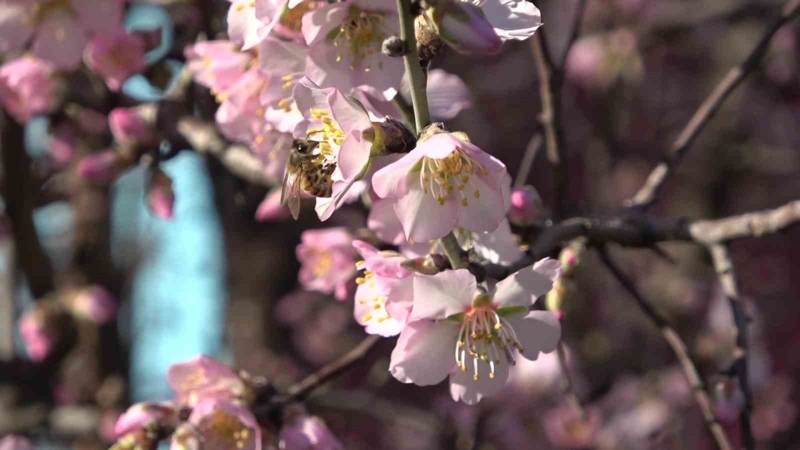 Amasya’da badem ağaçları çiçek açtı
