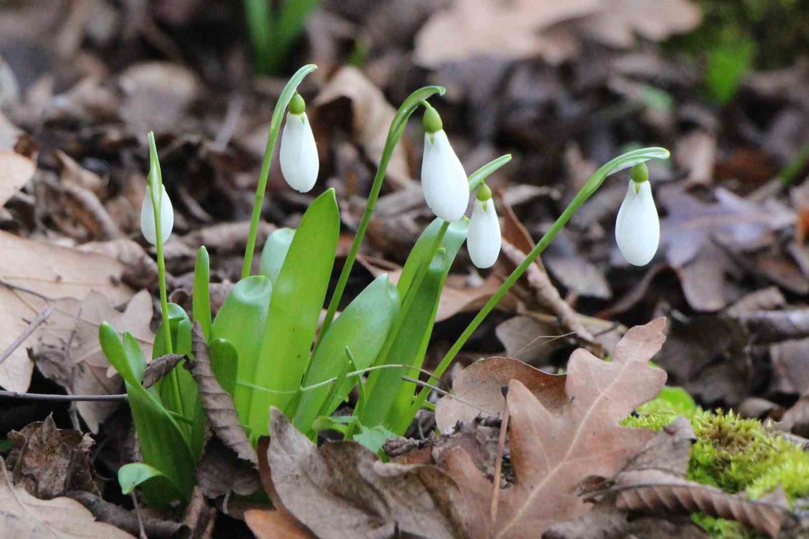 Amasya’nın dağlarında çiçekler açmaya başladı: "Anadolu’daki bitkiler milli servet"
