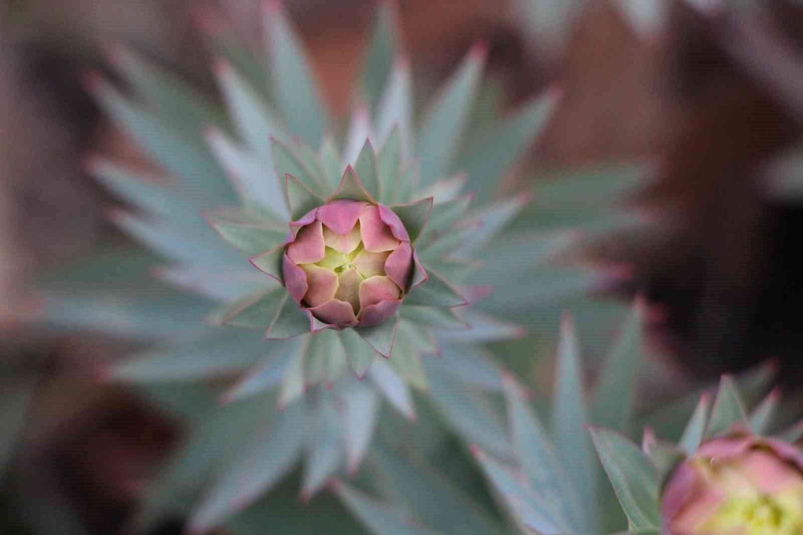 Amasya’nın dağlarında çiçekler açmaya başladı: "Anadolu’daki bitkiler milli servet"
