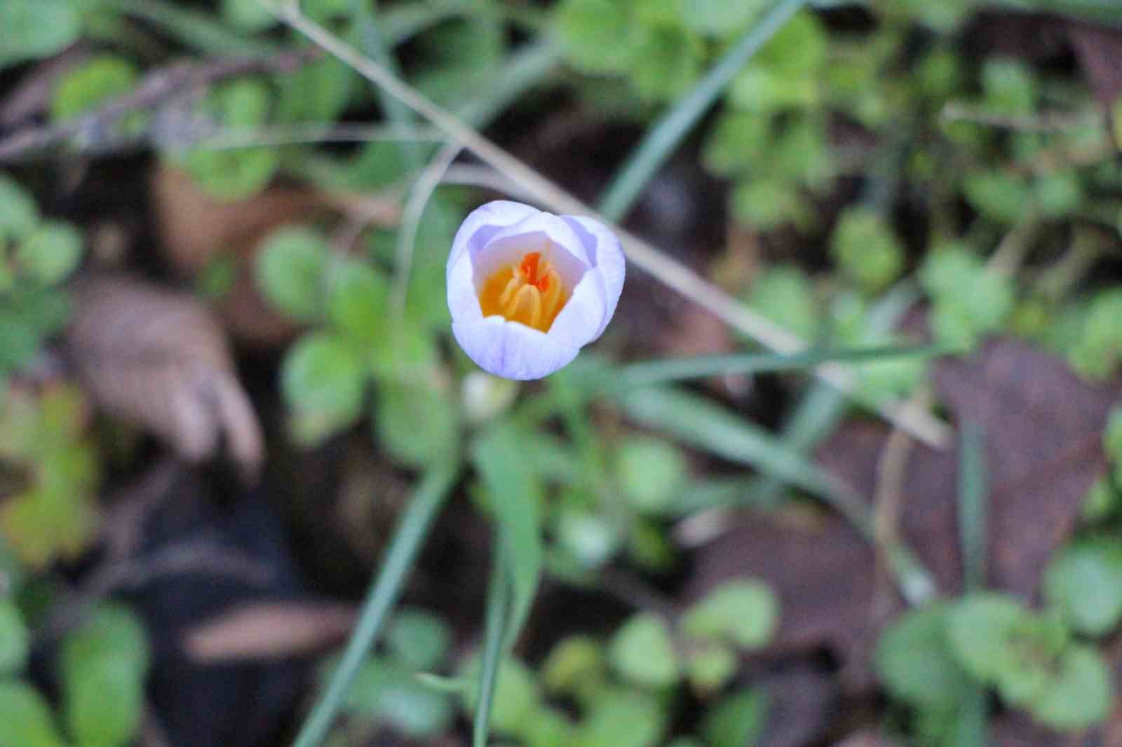 Amasya’nın dağlarında çiçekler açmaya başladı: "Anadolu’daki bitkiler milli servet"
