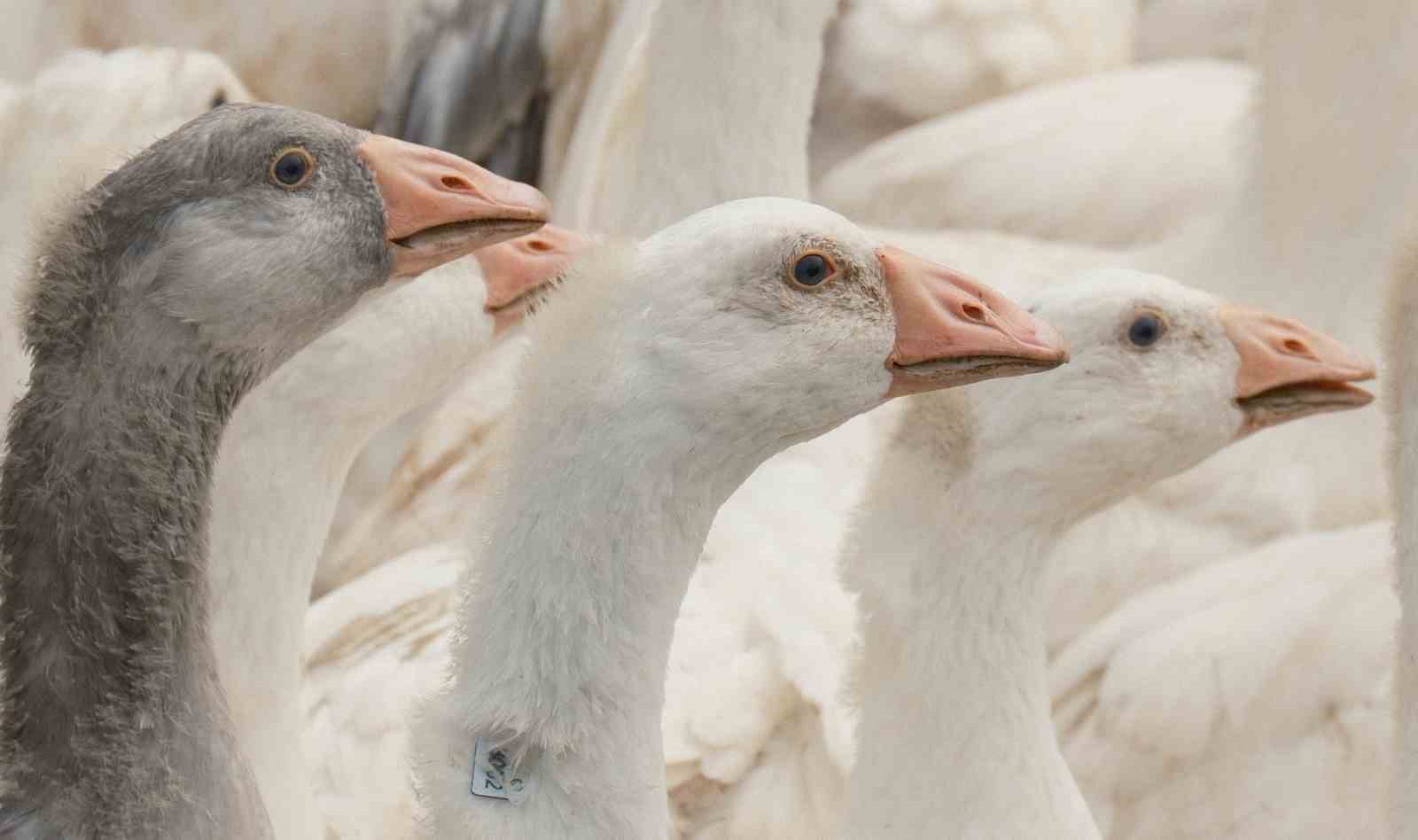 Anadolu kazına "milli kimlik": Anne hattı Yozgat, baba hattı Bandırma
