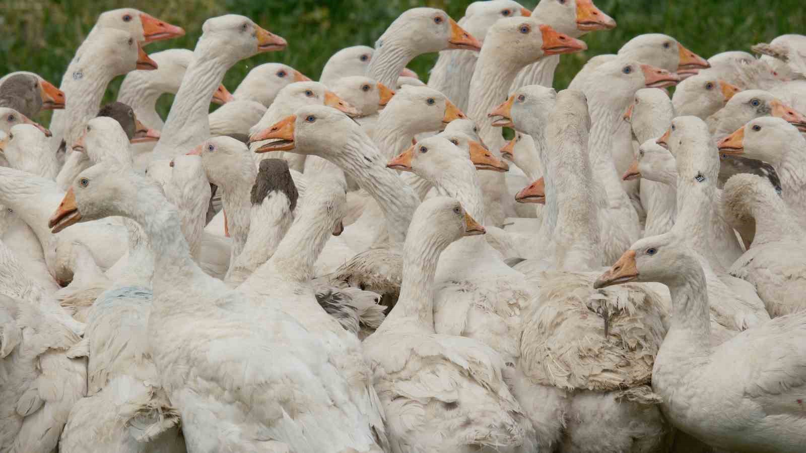Anadolu kazına "milli kimlik": Anne hattı Yozgat, baba hattı Bandırma
