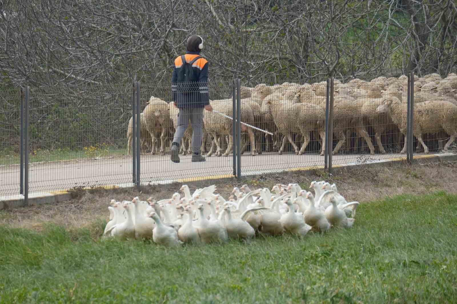 Anadolu kazına "milli kimlik": Anne hattı Yozgat, baba hattı Bandırma
