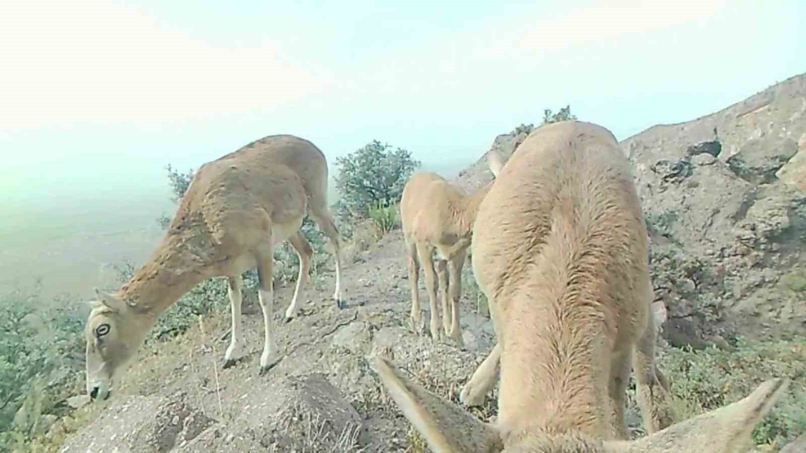 Anadolu yaban koyunu yavrularıyla görüntülendi
