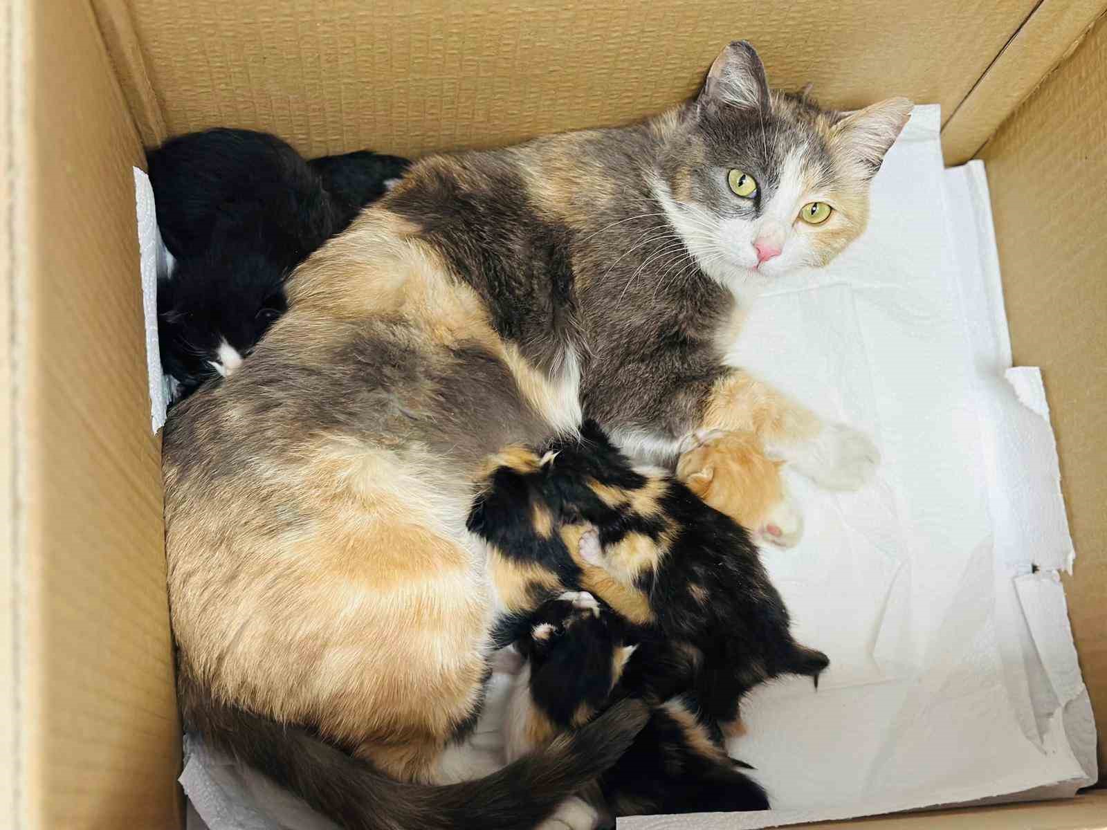 Anaokulunun misafiri ‘Fındık’ 6 yavru dünyaya getirdi
