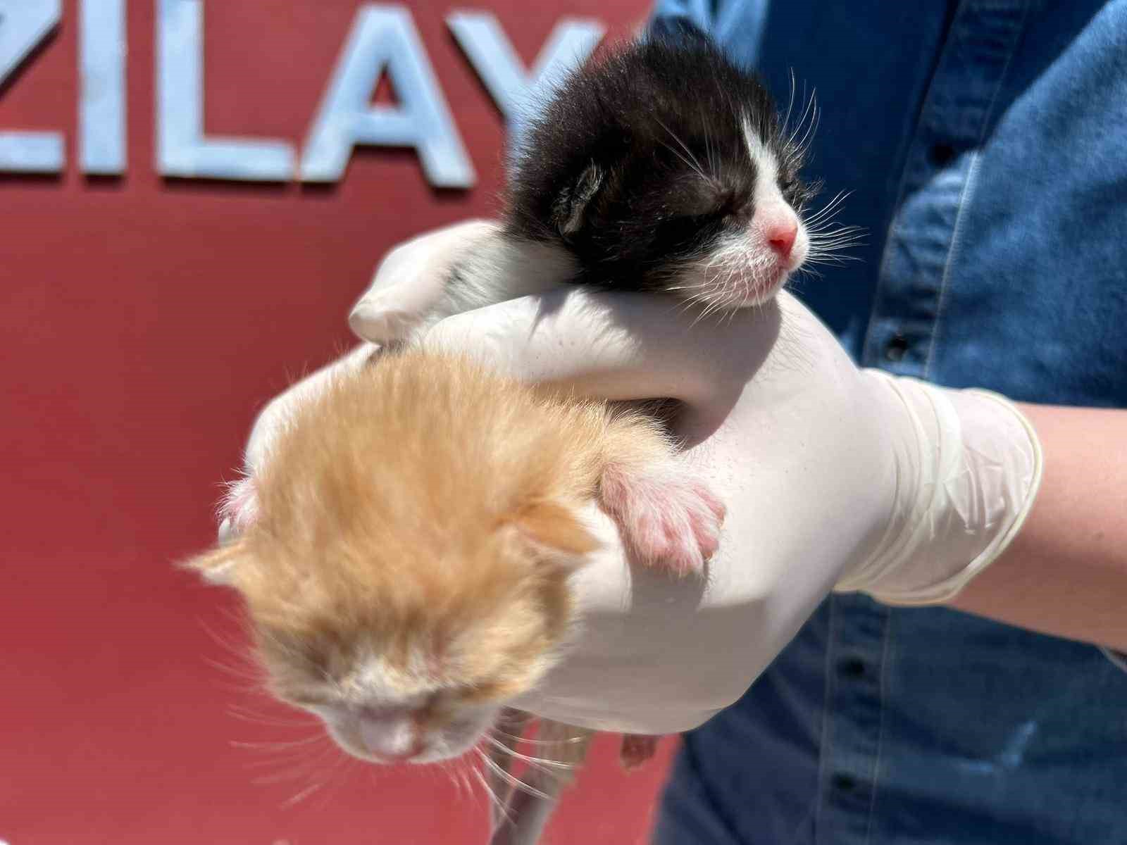 Anaokulunun misafiri ‘Fındık’ 6 yavru dünyaya getirdi
