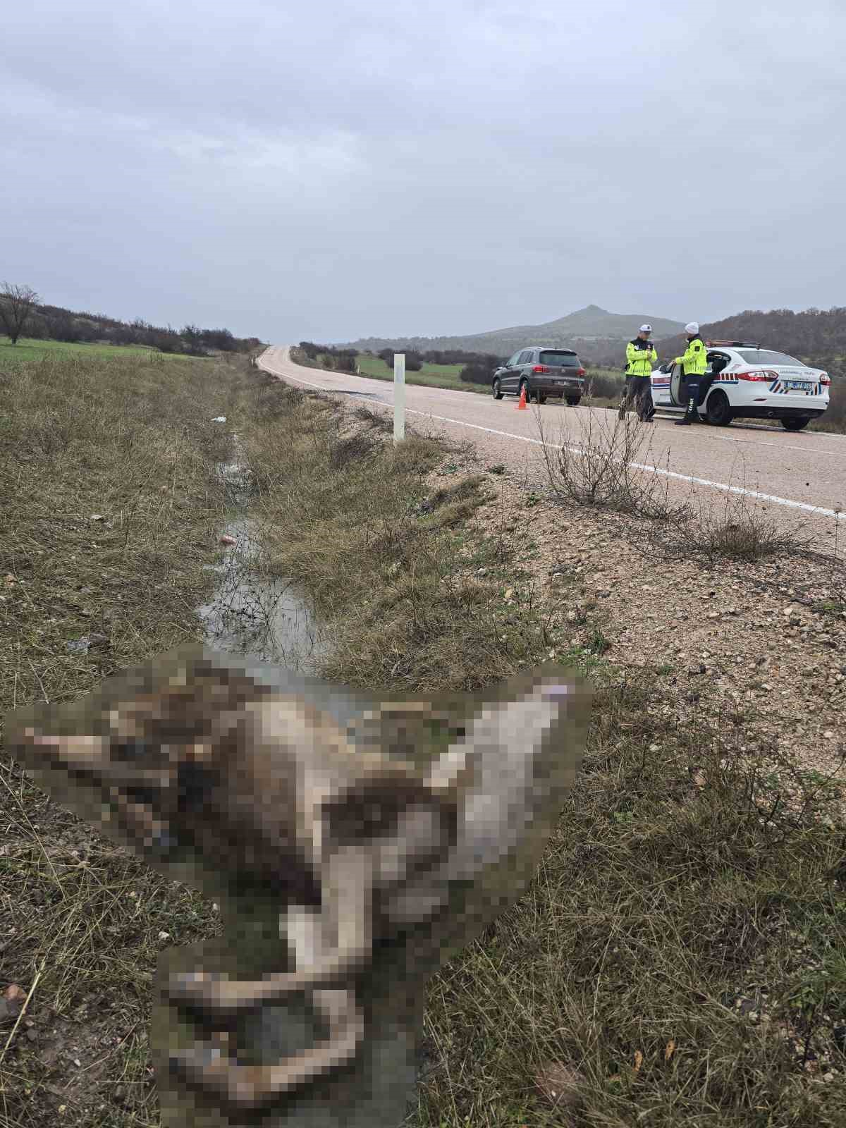 Ankara’da aracın çarptığı geyik telef oldu
