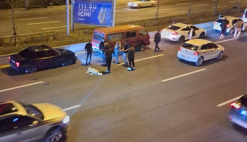 Ankara’da başıboş köpek sorunu kazalara neden oluyor
