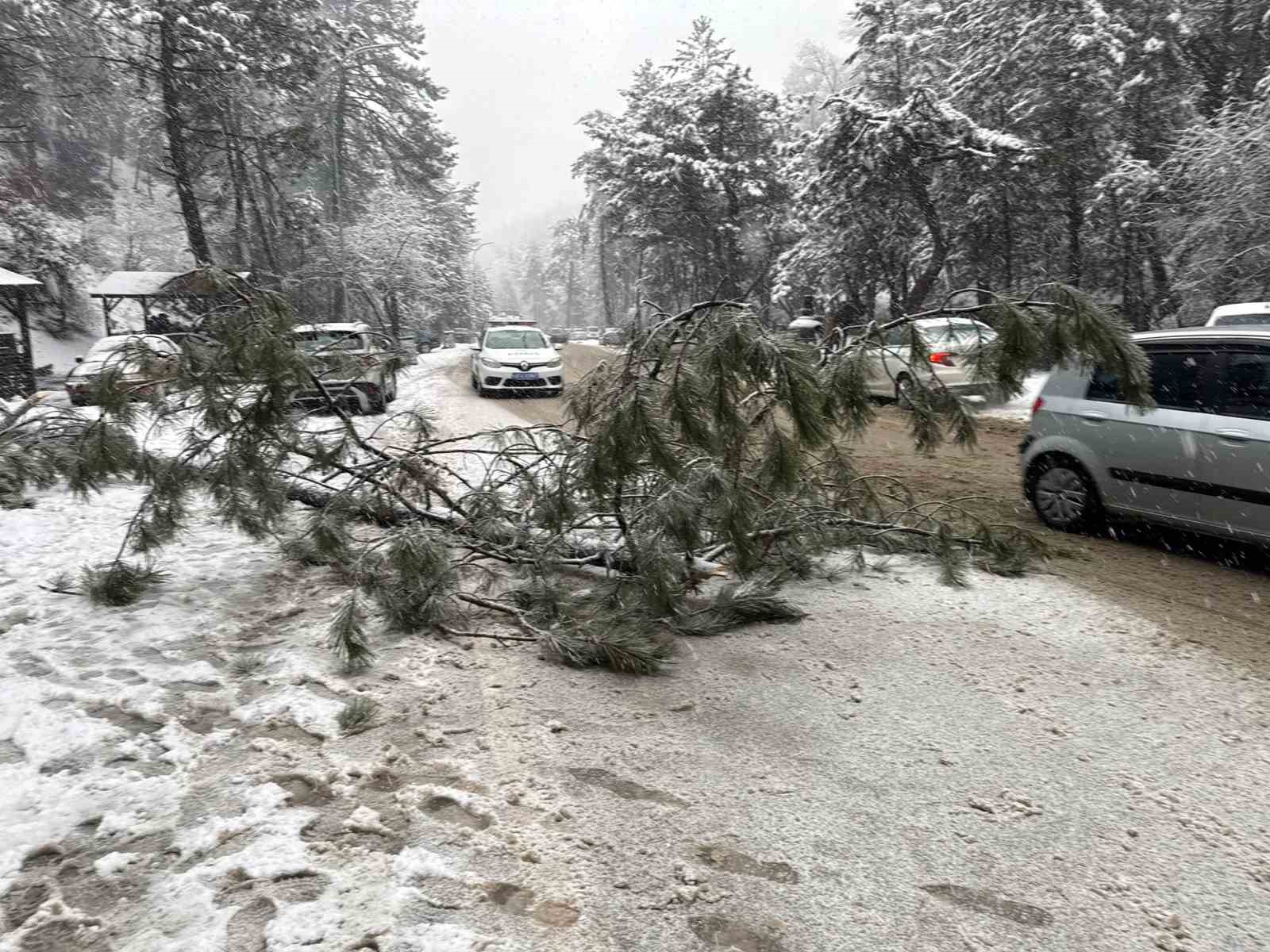 Ankara’da karın ağırlığına dayanamayan çam ağacı devrildi
