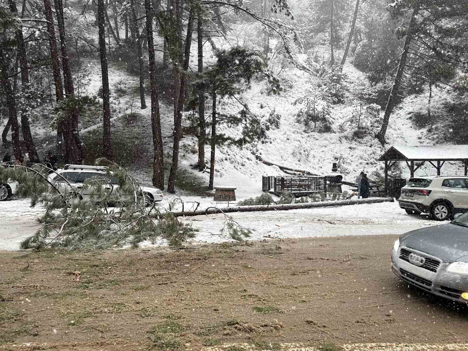 Ankara’da karın ağırlığına dayanamayan çam ağacı devrildi
