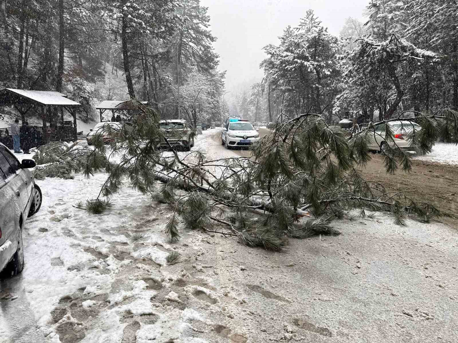 Ankara’da karın ağırlığına dayanamayan çam ağacı devrildi
