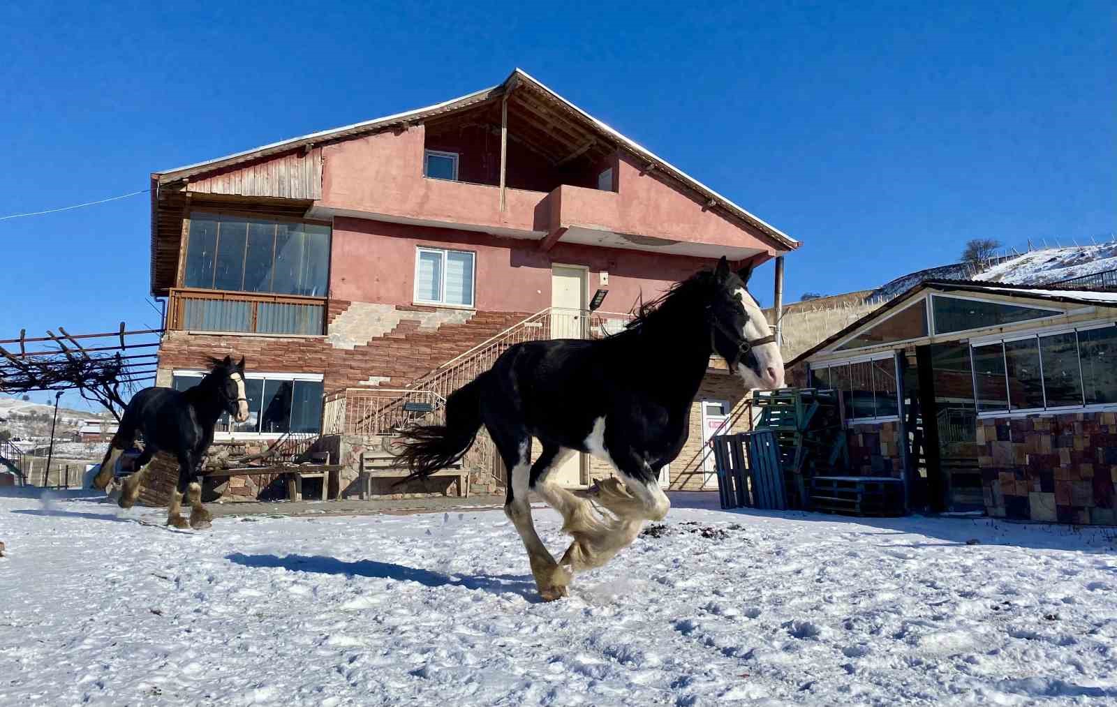 Ankara’da sıra dışı yaşam: Onlarca hayvanla ortak hayat kurdu
Ankara’da sıra dışı yaşam: Onlarca hayvanla ortak hayat kurdu