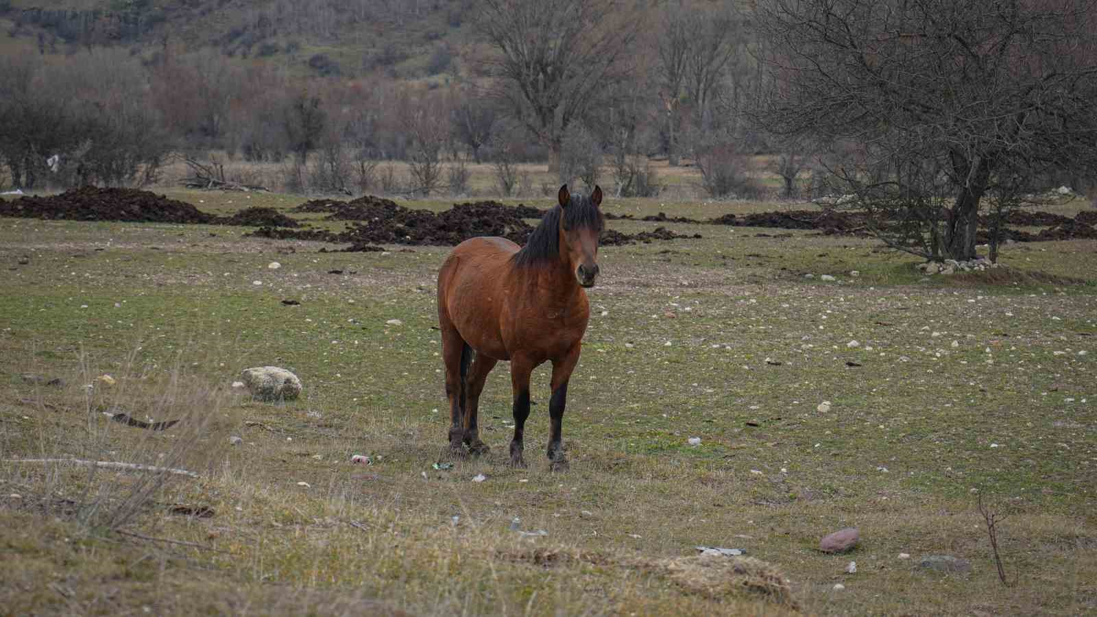 Ankara’da yılkı atları havadan görüntülendi
