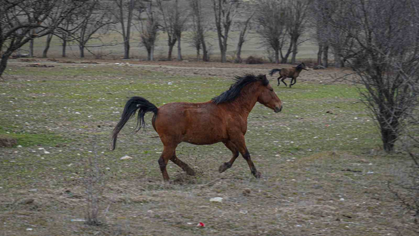Ankara’da yılkı atları havadan görüntülendi
