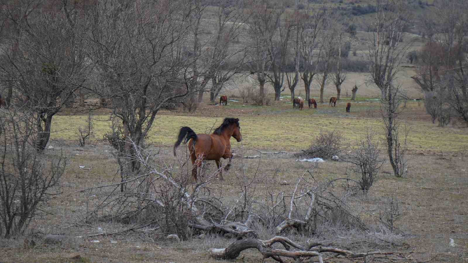 Ankara’da yılkı atları havadan görüntülendi

