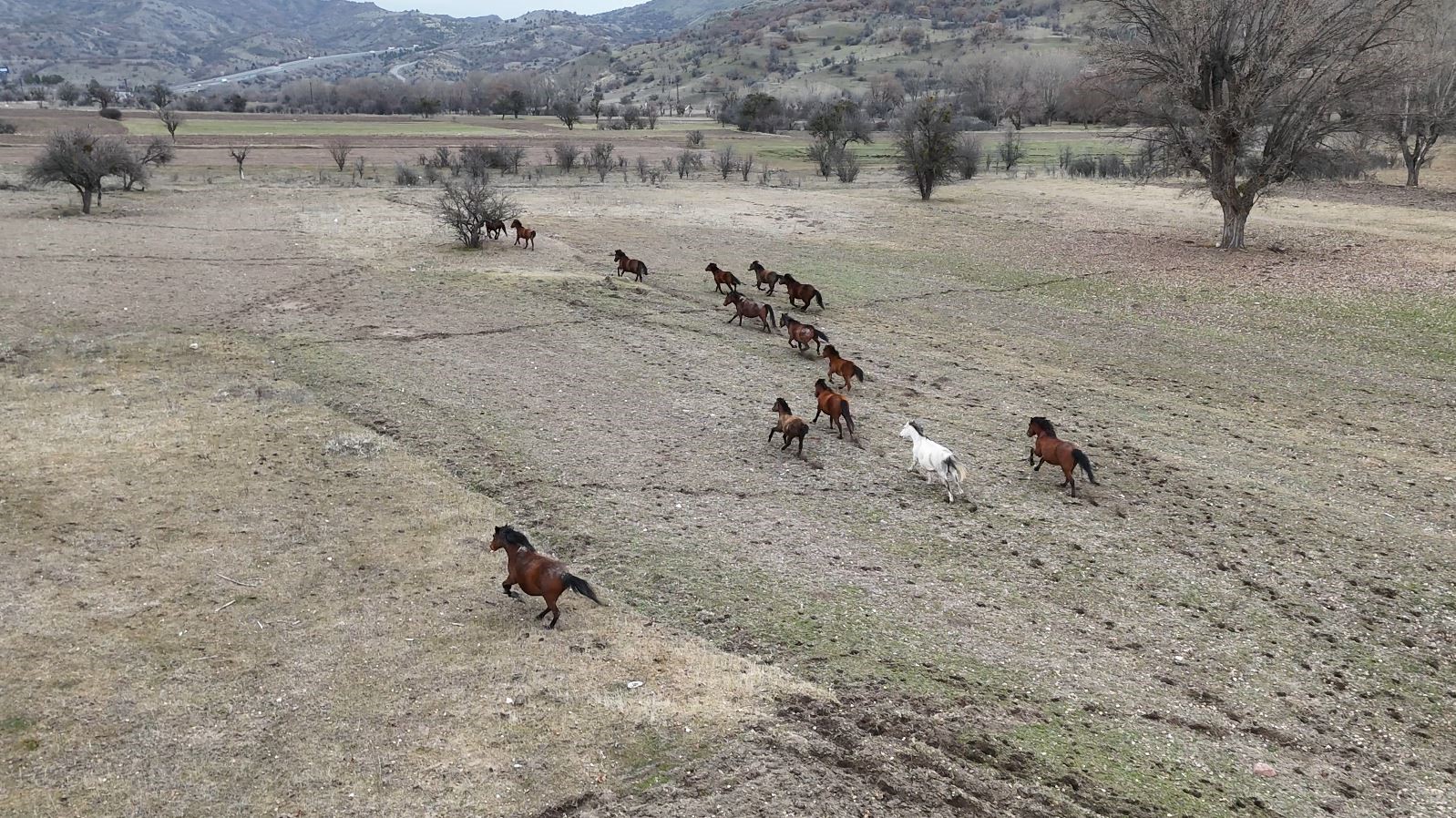 Ankara’da yılkı atları havadan görüntülendi
