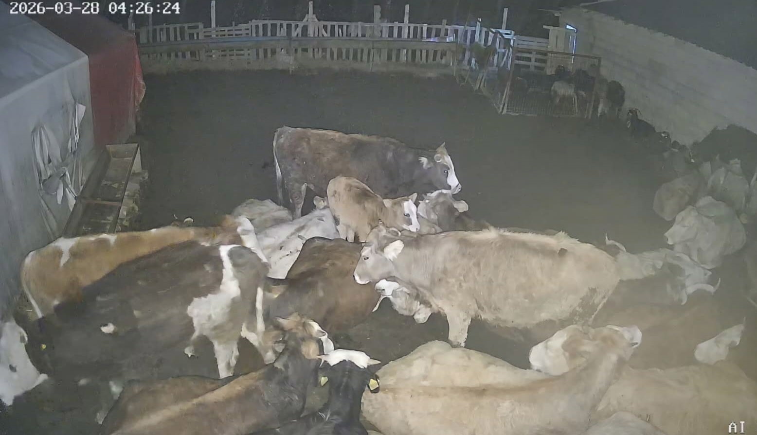 Ankara’daki bir köyde çiftliğe giren kurt sürüsü hayvanları telef etti
