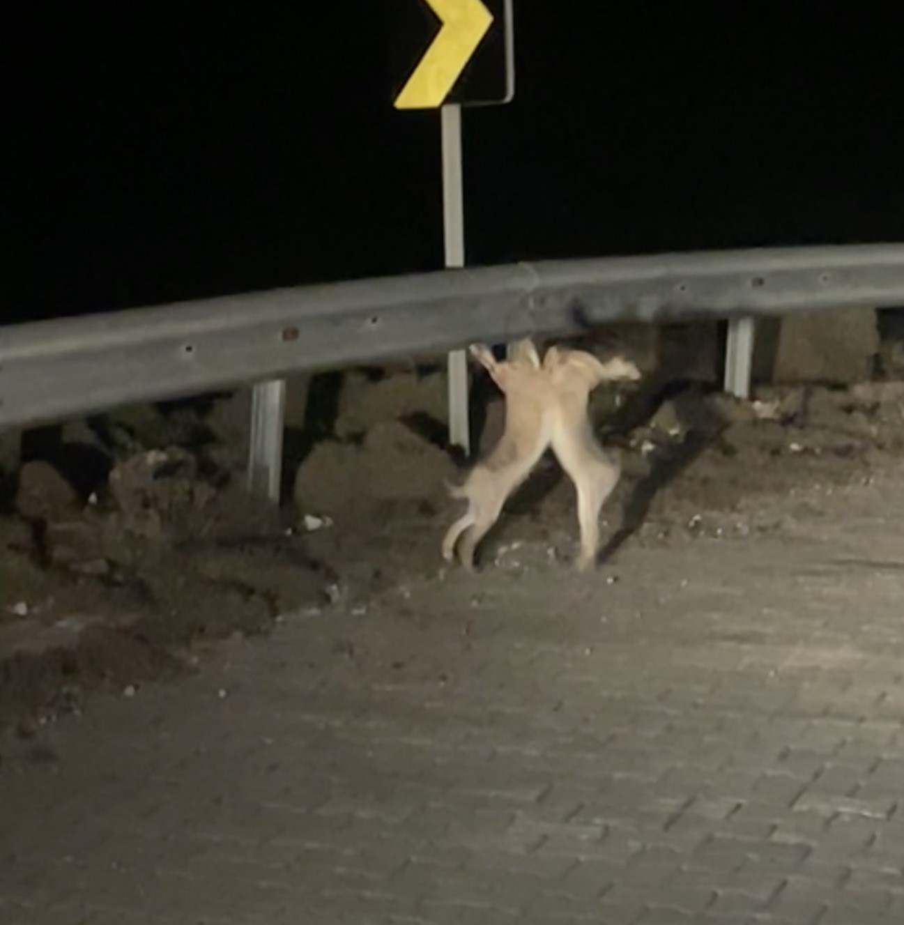 Anlaşamayan tavşanlar birbirine girdi
