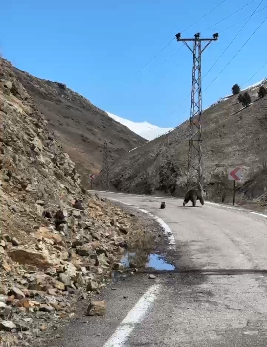 Anne ayı ve yavruları yolda görüntülendi, minik yavrunun çabası gülümsetti
