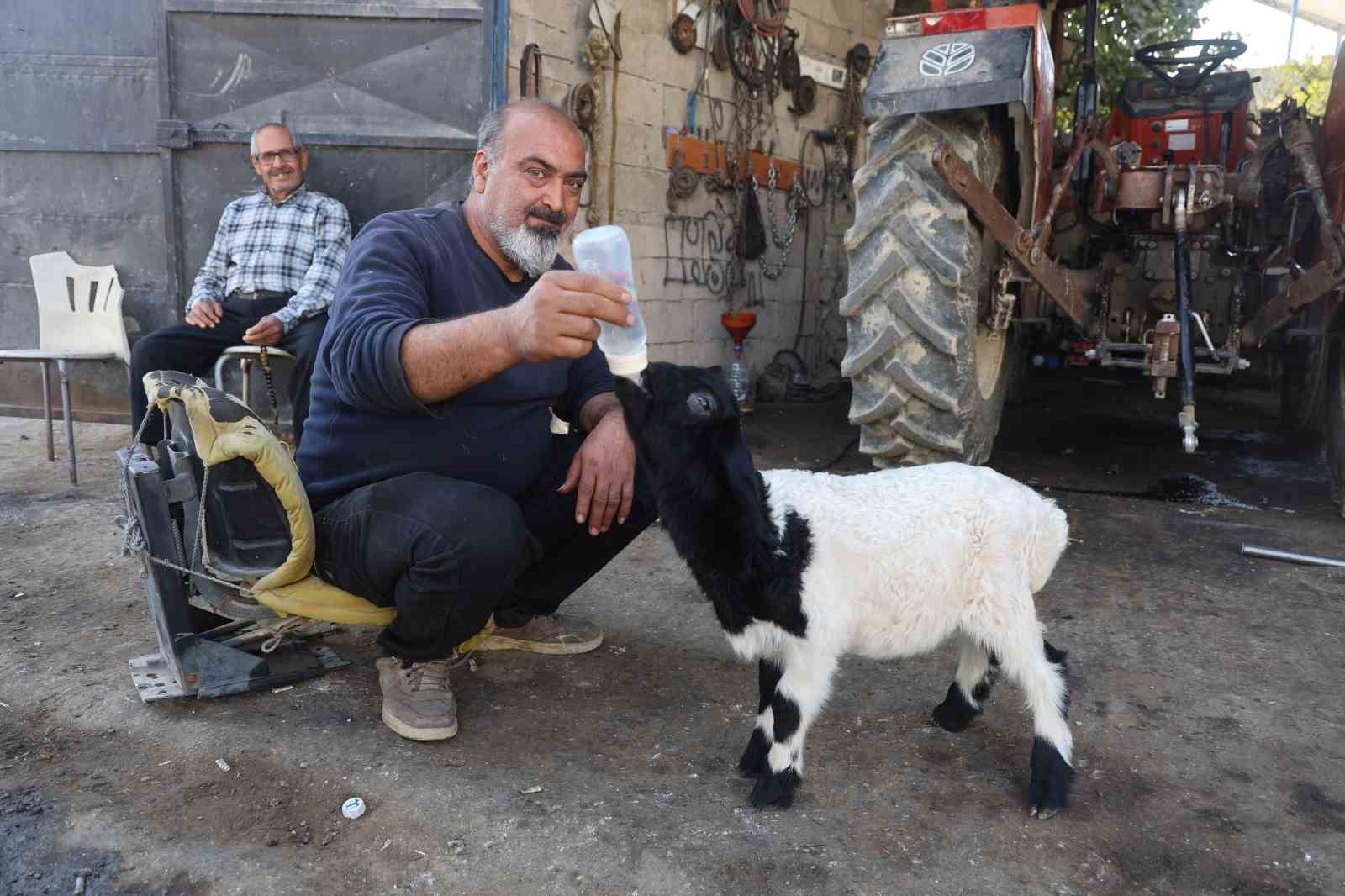 Annesi telef olan kuzuya şefkatle yaklaşan aile, Karabaş’ı biberonla besliyor
