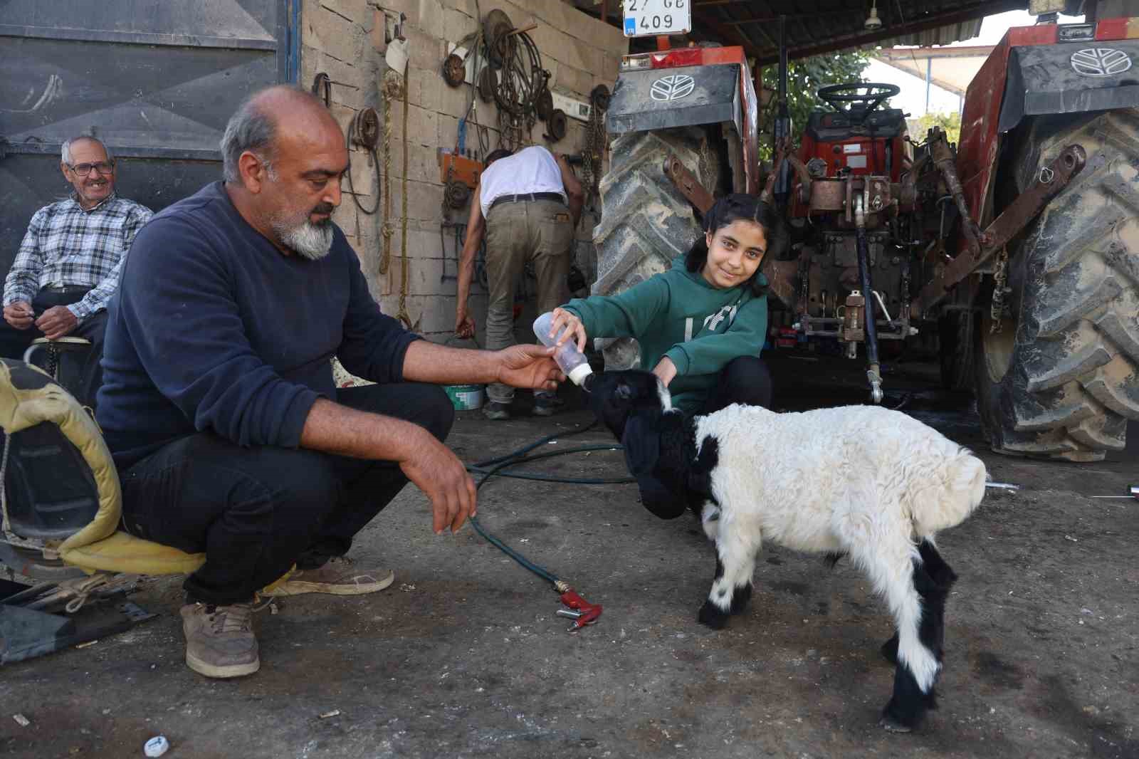 Annesi telef olan kuzuya şefkatle yaklaşan aile, Karabaş’ı biberonla besliyor
