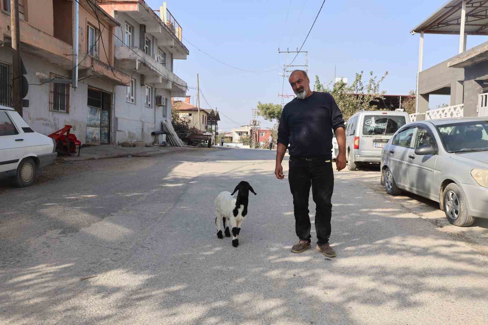 Annesi telef olan kuzuya şefkatle yaklaşan aile, Karabaş’ı biberonla besliyor
