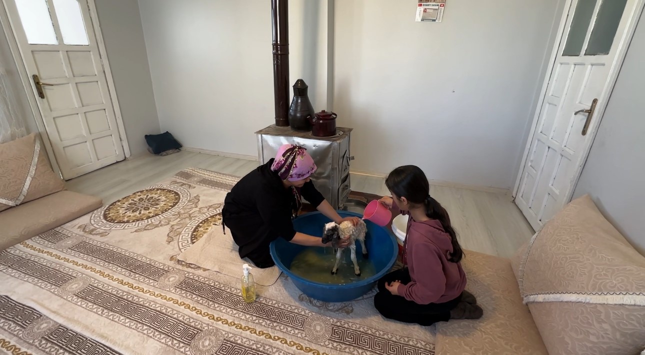 Annesiz kalan kuzu ailenin ‘Umut’u oldu
