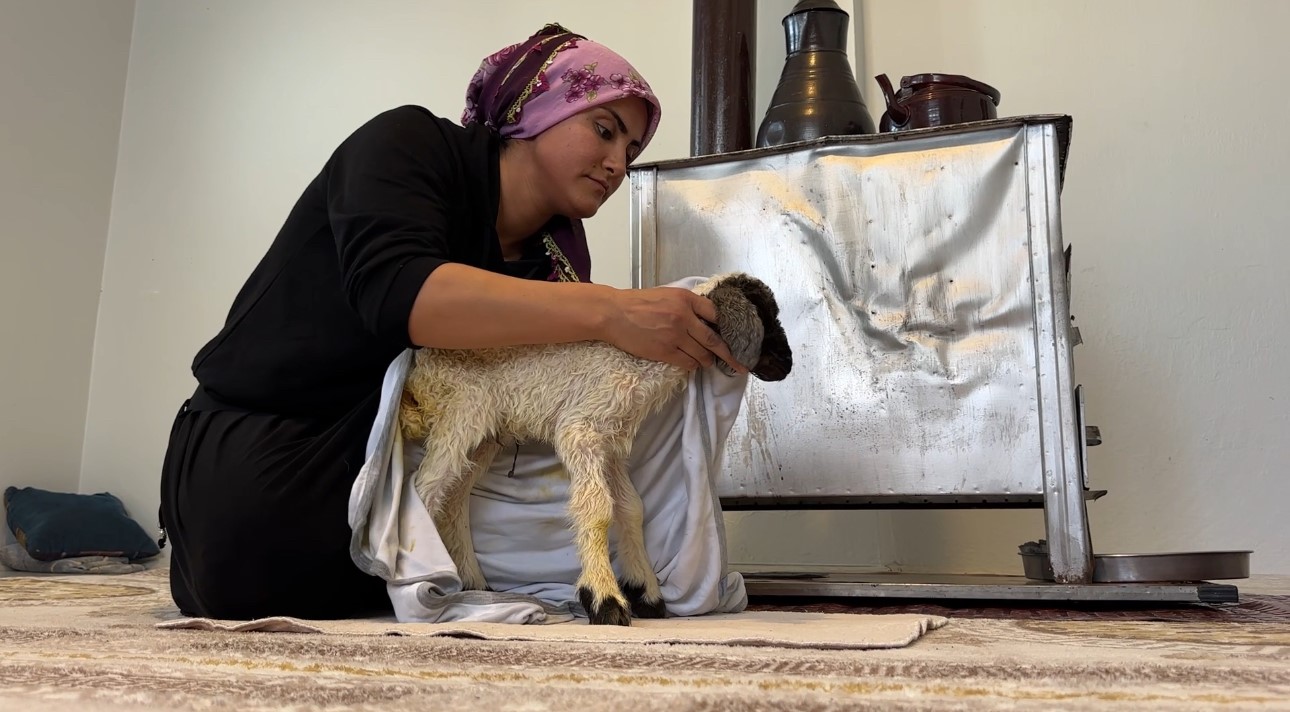 Annesiz kalan kuzu ailenin ‘Umut’u oldu
