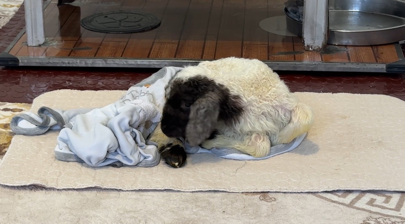 Annesiz kalan kuzu ailenin ‘Umut’u oldu
