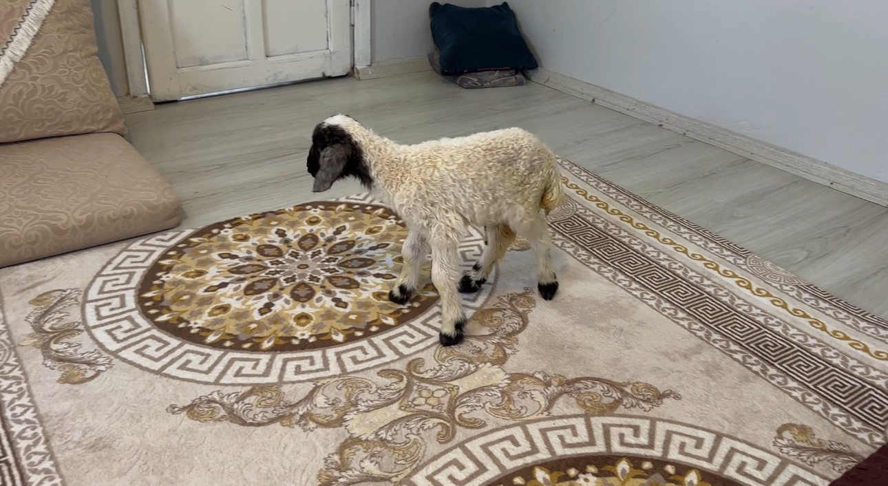 Annesiz kalan kuzu ailenin ‘Umut’u oldu
