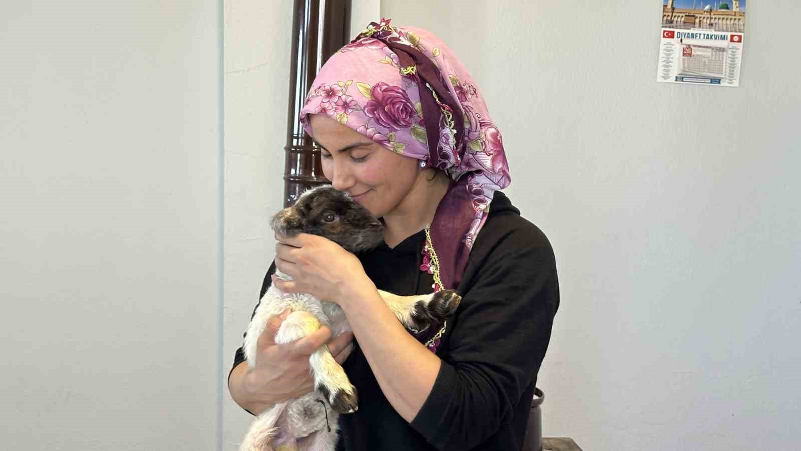 Annesiz kalan kuzu ailenin ‘Umut’u oldu
