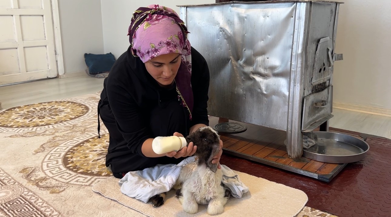 Annesiz kalan kuzu ailenin ‘Umut’u oldu
