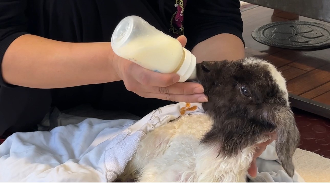 Annesiz kalan kuzu ailenin ‘Umut’u oldu
