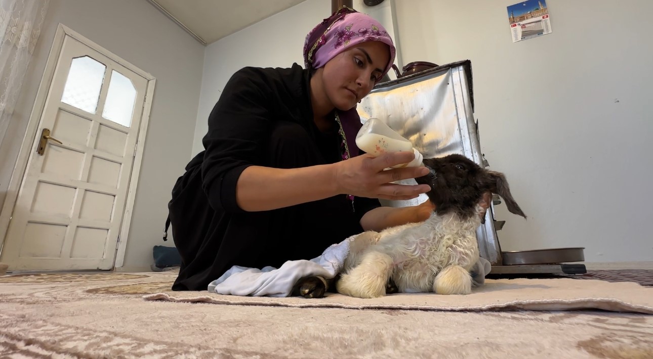 Annesiz kalan kuzu ailenin ‘Umut’u oldu
