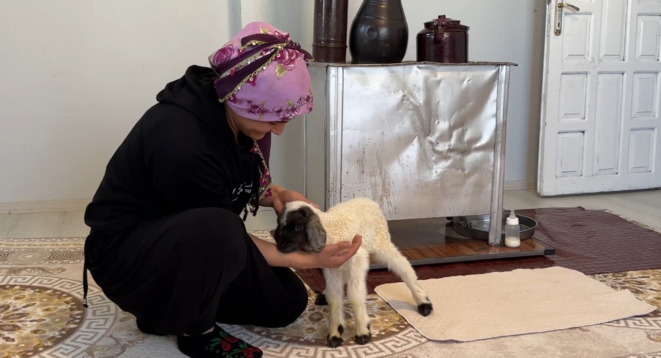 Annesiz kalan kuzu ailenin ‘Umut’u oldu
