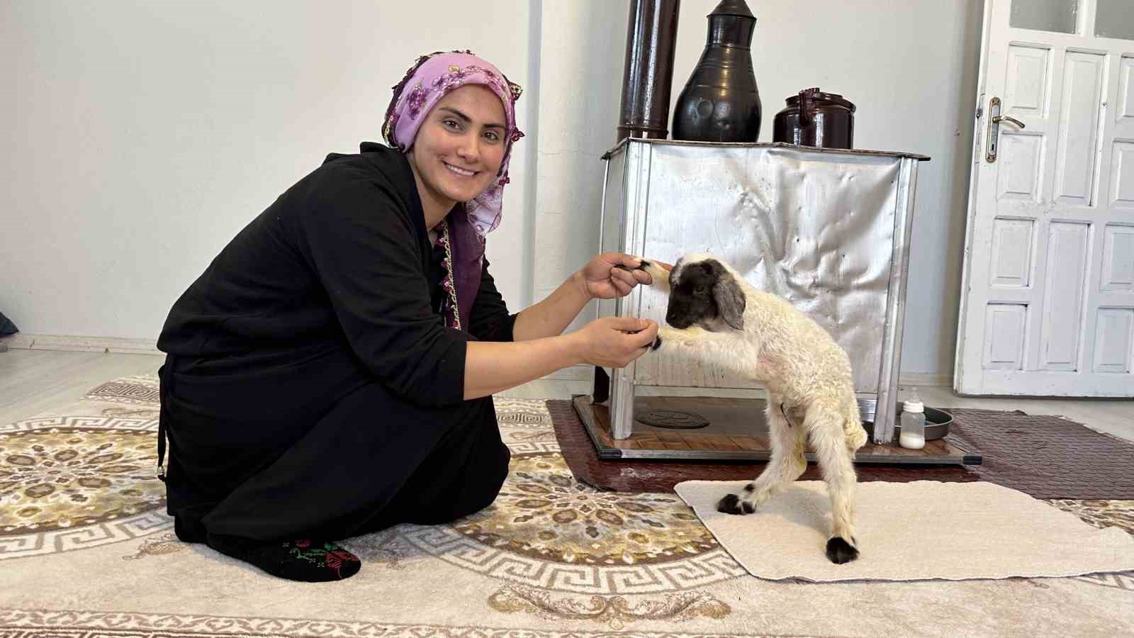 Annesiz kalan kuzu ailenin ‘Umut’u oldu
