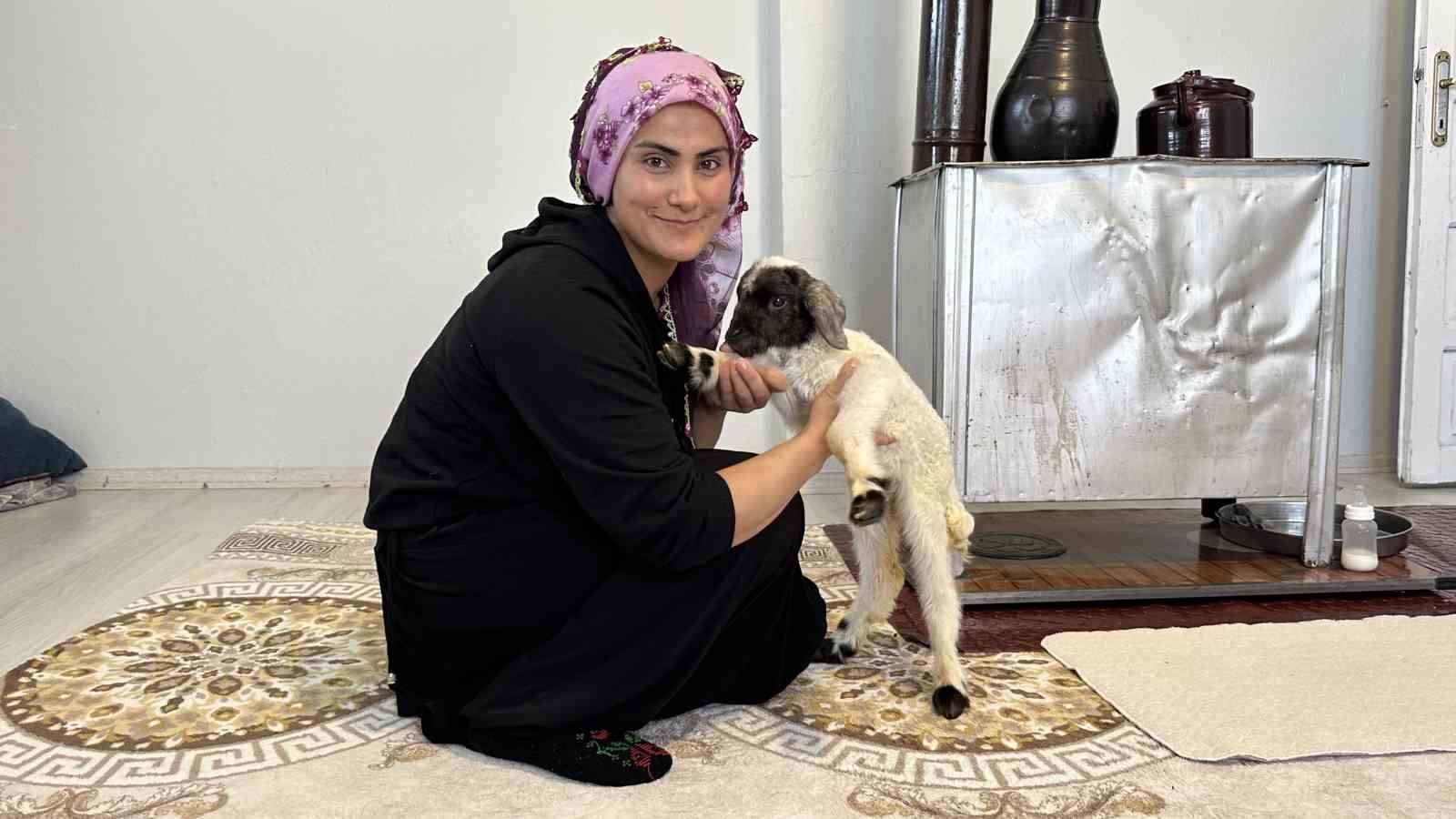 Annesiz kalan kuzu ailenin ‘Umut’u oldu
