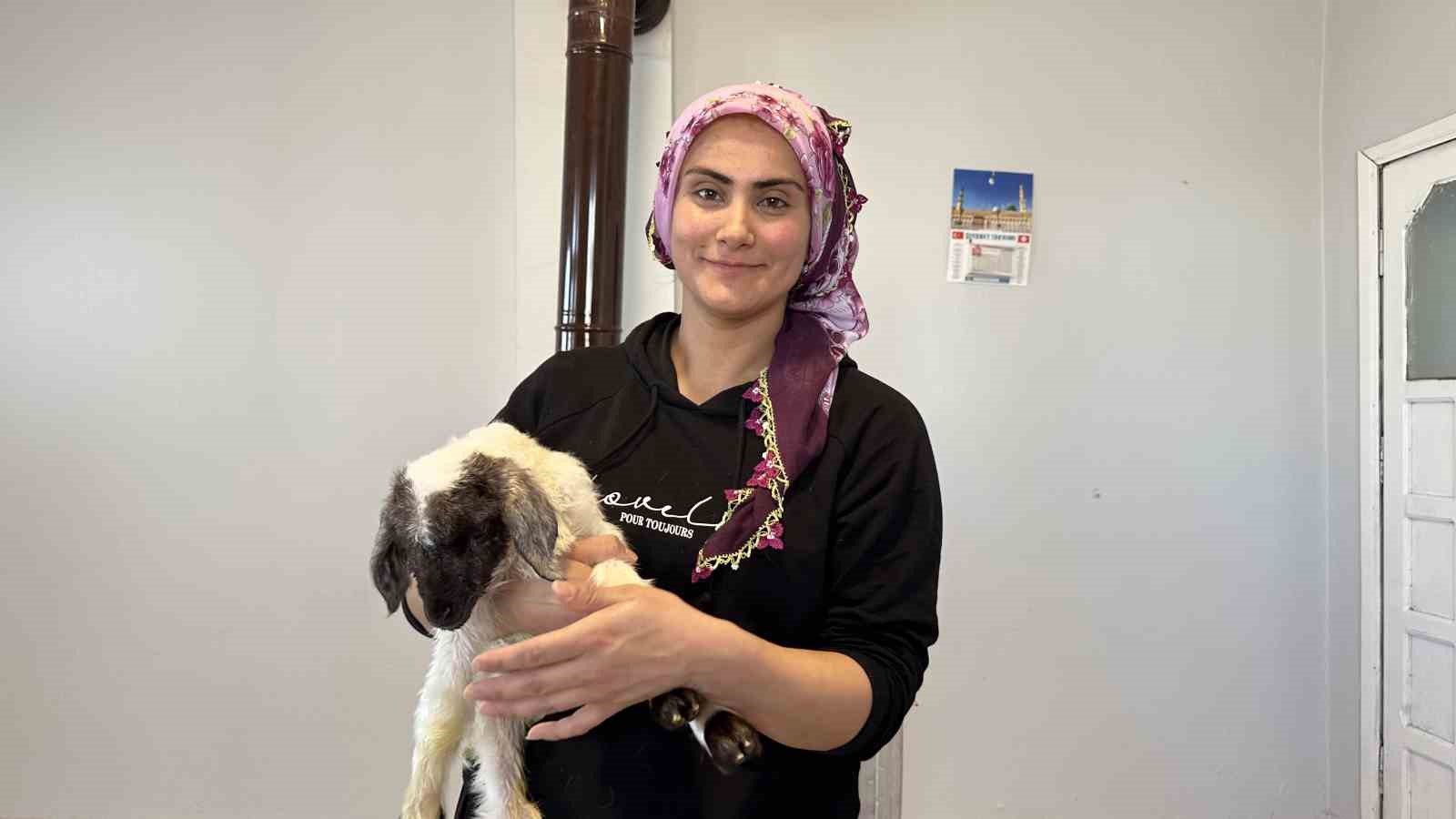 Annesiz kalan kuzu ailenin ‘Umut’u oldu
