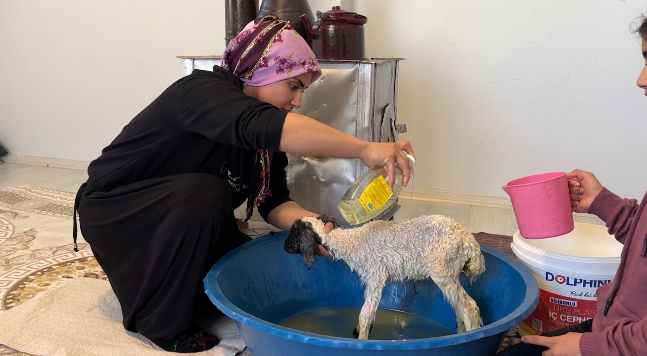 Annesiz kalan kuzu ailenin ‘Umut’u oldu
