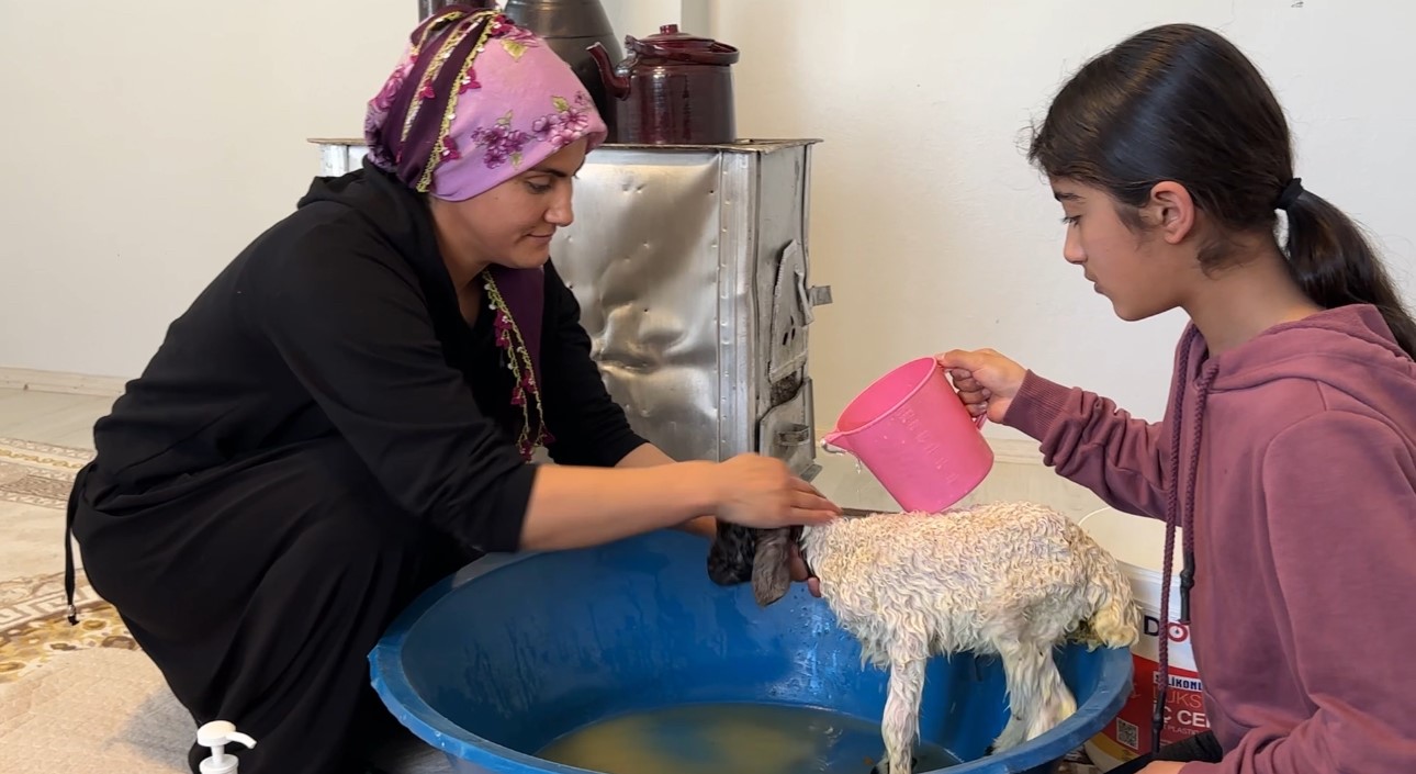 Annesiz kalan kuzu ailenin ‘Umut’u oldu
