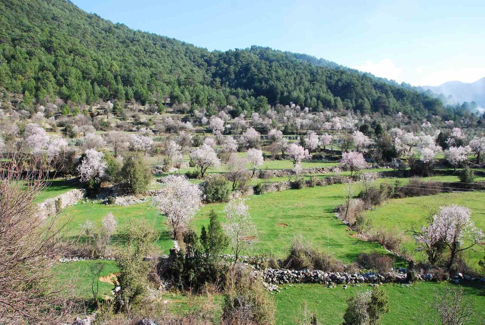 Antalya’da badem ağaçları çiçek açtı, doğada renk cümbüşü yaşanıyor
