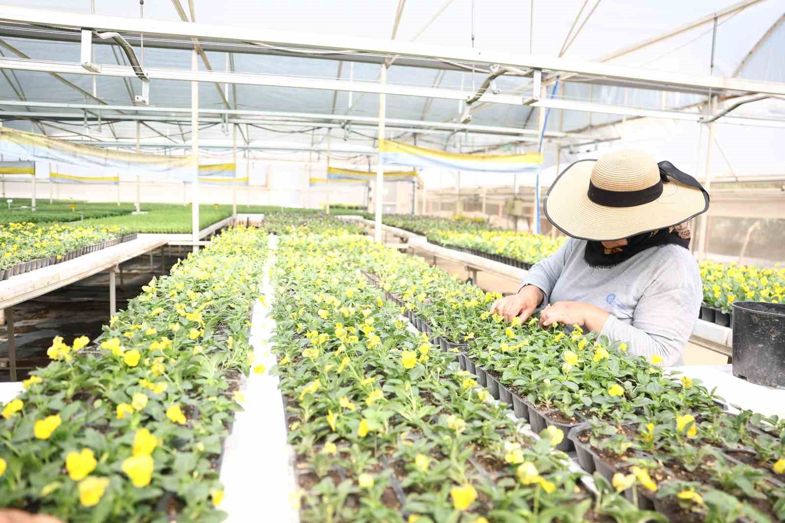 Antalya’da bahar hazırlığı: 4 milyon çiçek toprakla buluşuyor
Antalya’da bahar hazırlığı: 4 milyon çiçek toprakla buluşuyor