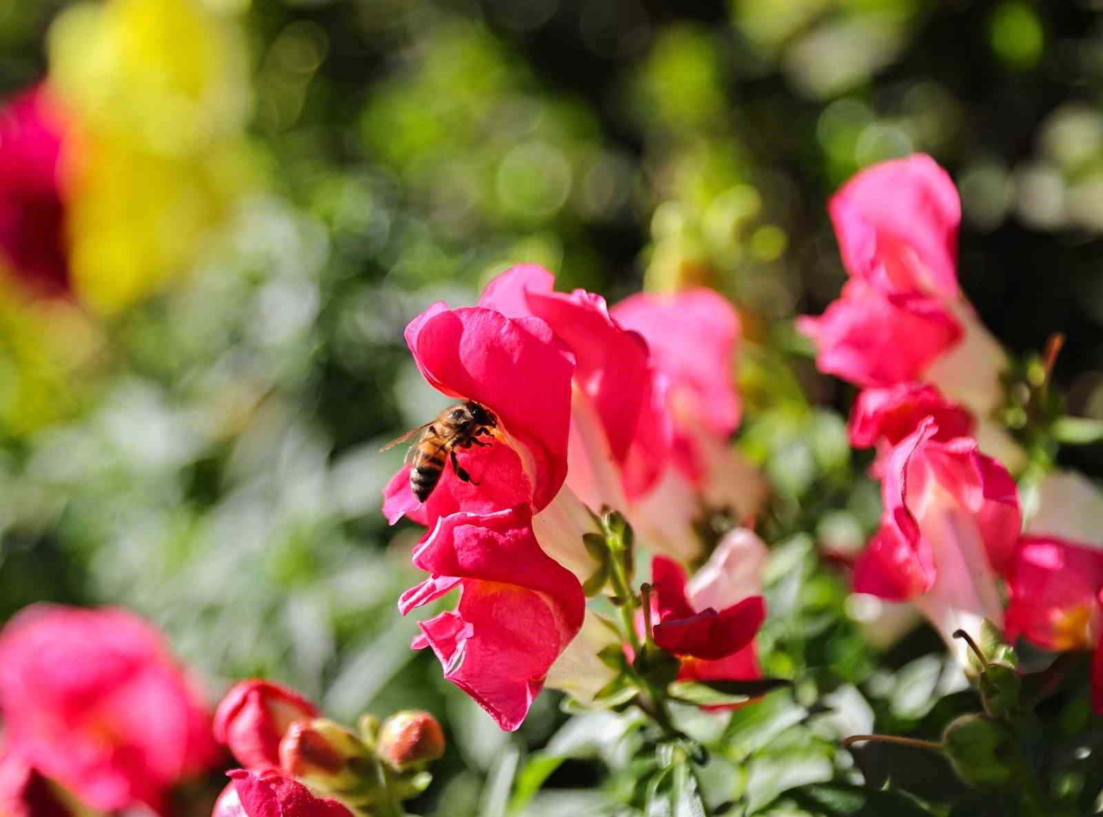Antalya’da bahar hazırlığı: 4 milyon çiçek toprakla buluşuyor
Antalya’da bahar hazırlığı: 4 milyon çiçek toprakla buluşuyor