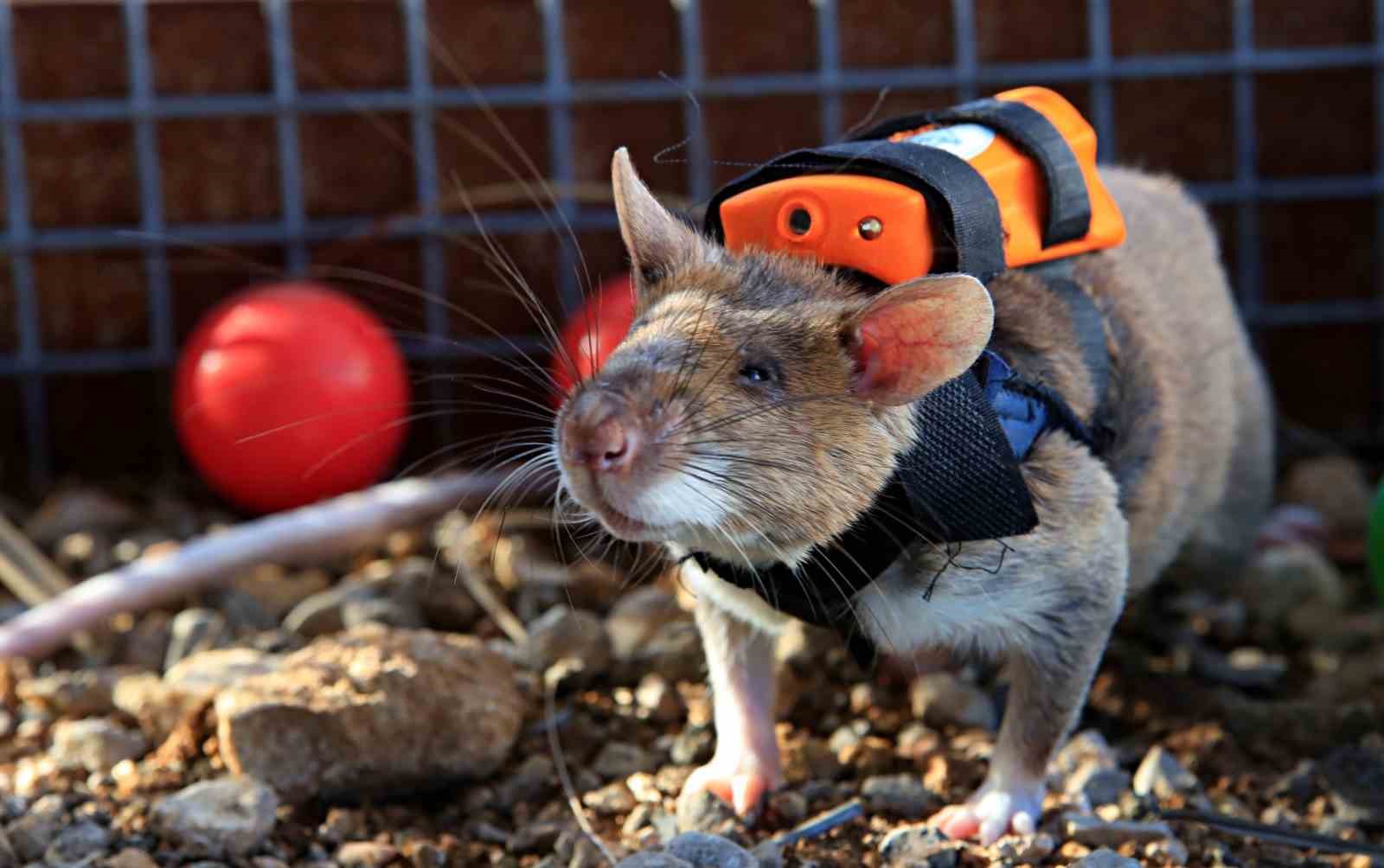 Antalya’da eğitilen Afrika keseli sıçanları enkaz altındaki "göz" olacak
