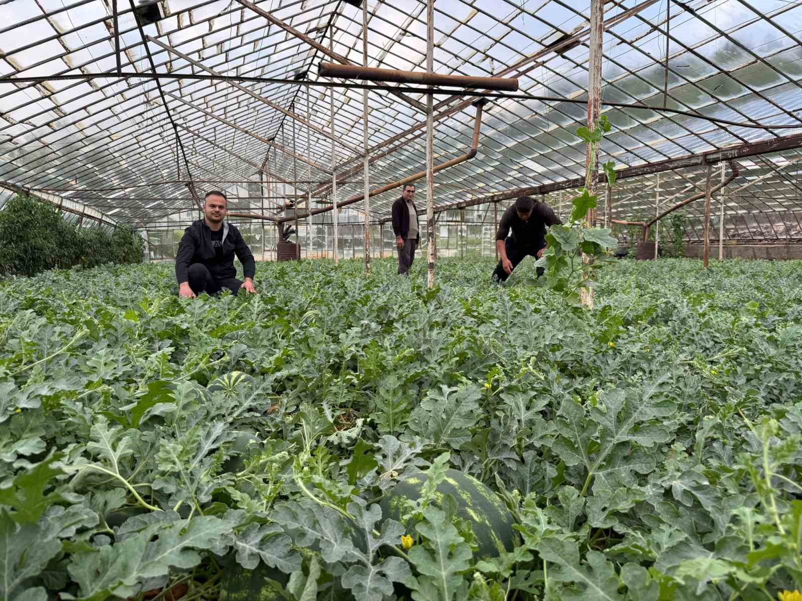 Antalya’da  kış karpuzu hasadı için geri sayım başladı
