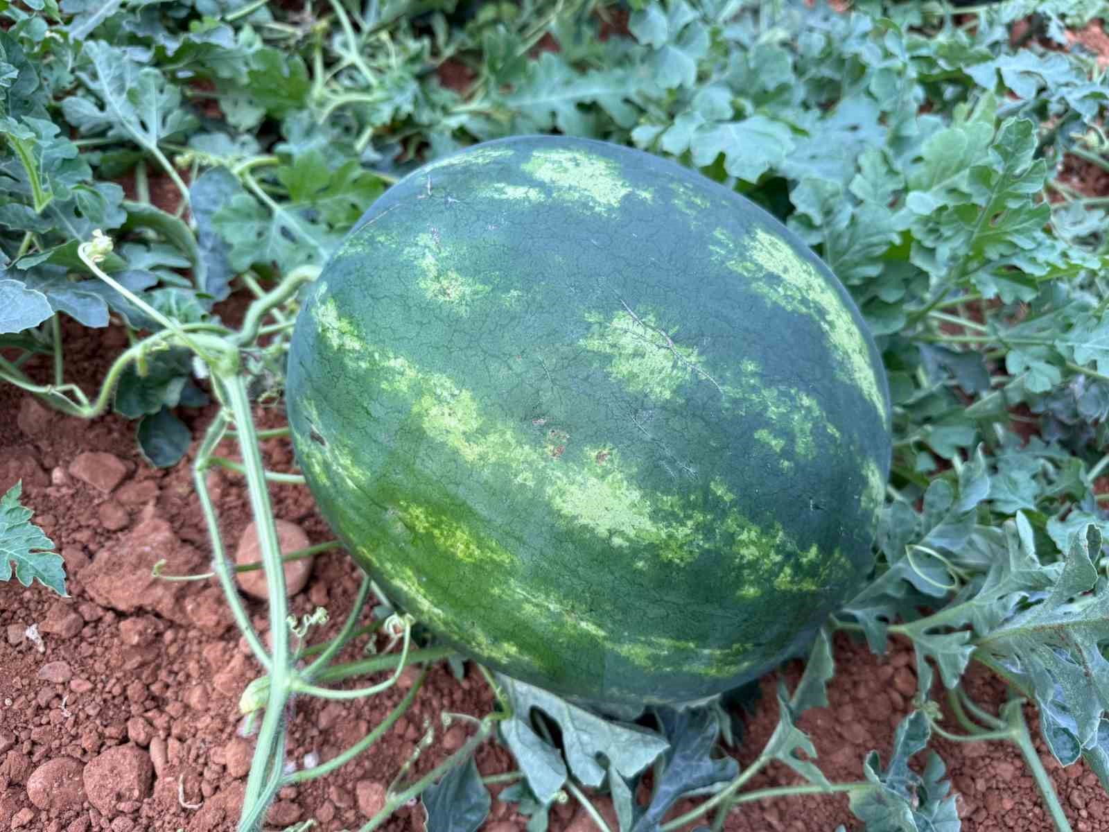 Antalya’da  kış karpuzu hasadı için geri sayım başladı
